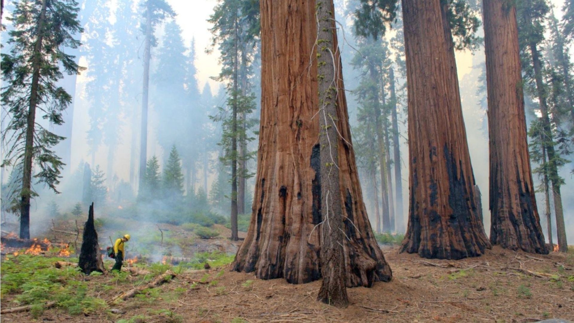 grupo de secuoyas gigantes en el Parque Nacional de las Secuoyas en California- Foto: EFE