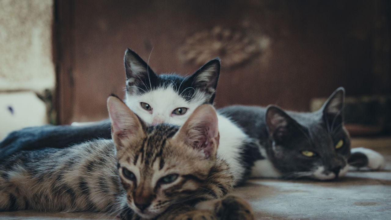 Así fue heroico rescate de 25 gatos que quedaron sepultados en un centro comercial tras sismo en Japón - Referencia Canva