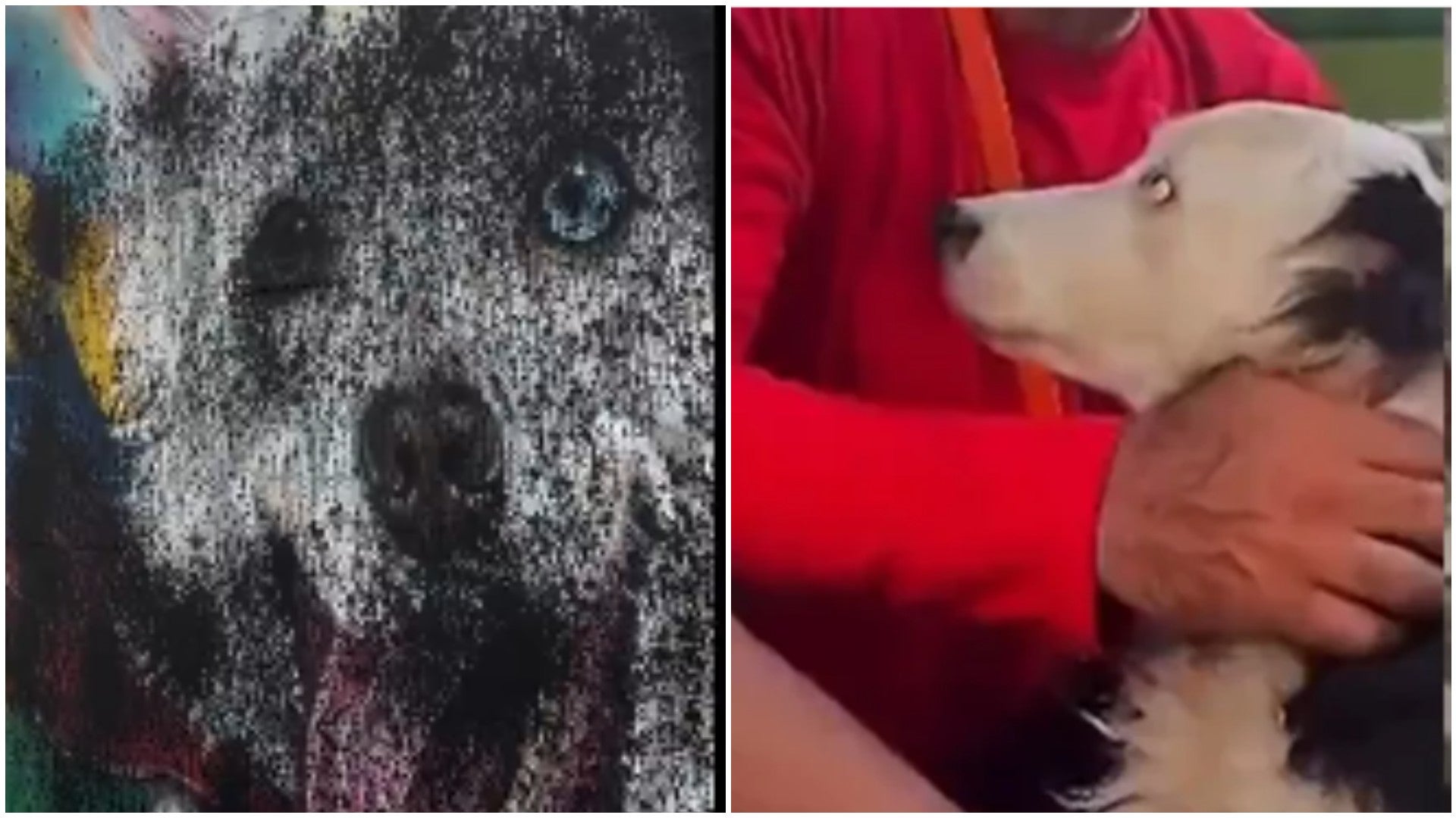 Mural de 'Tsunami' vandalizado / Foto de 'Tsunami', el perro rescatista - X