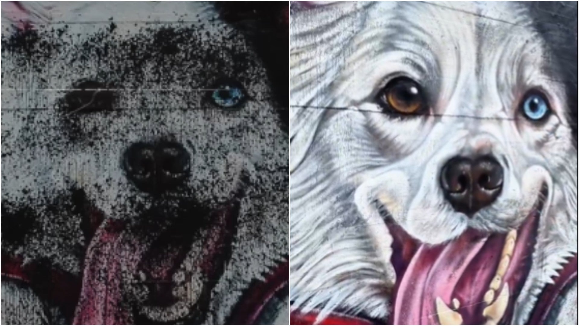 Mural de 'Tsunami', el perro rescatista - Fotos: X