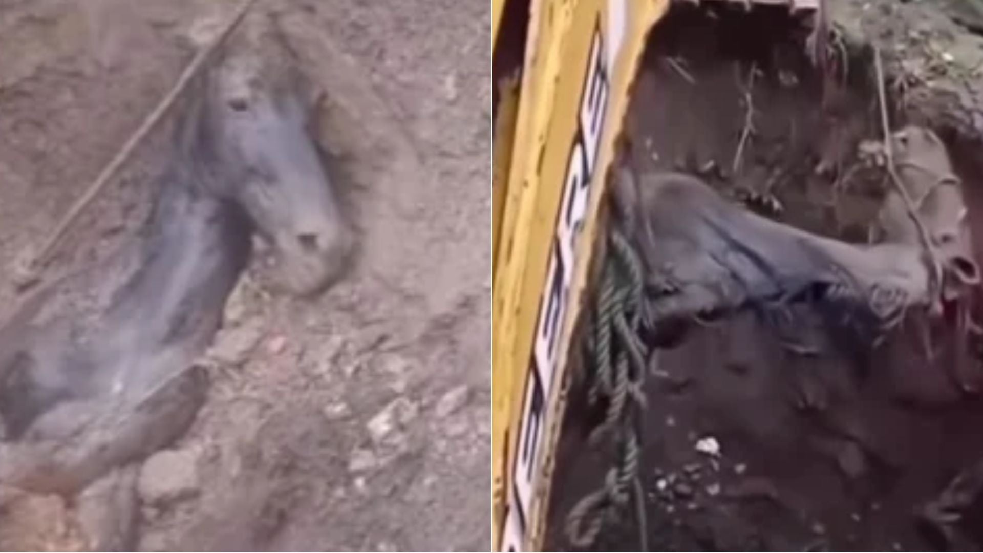 Rescate de una yegua en Táchira, Venezuela - Fotos: X