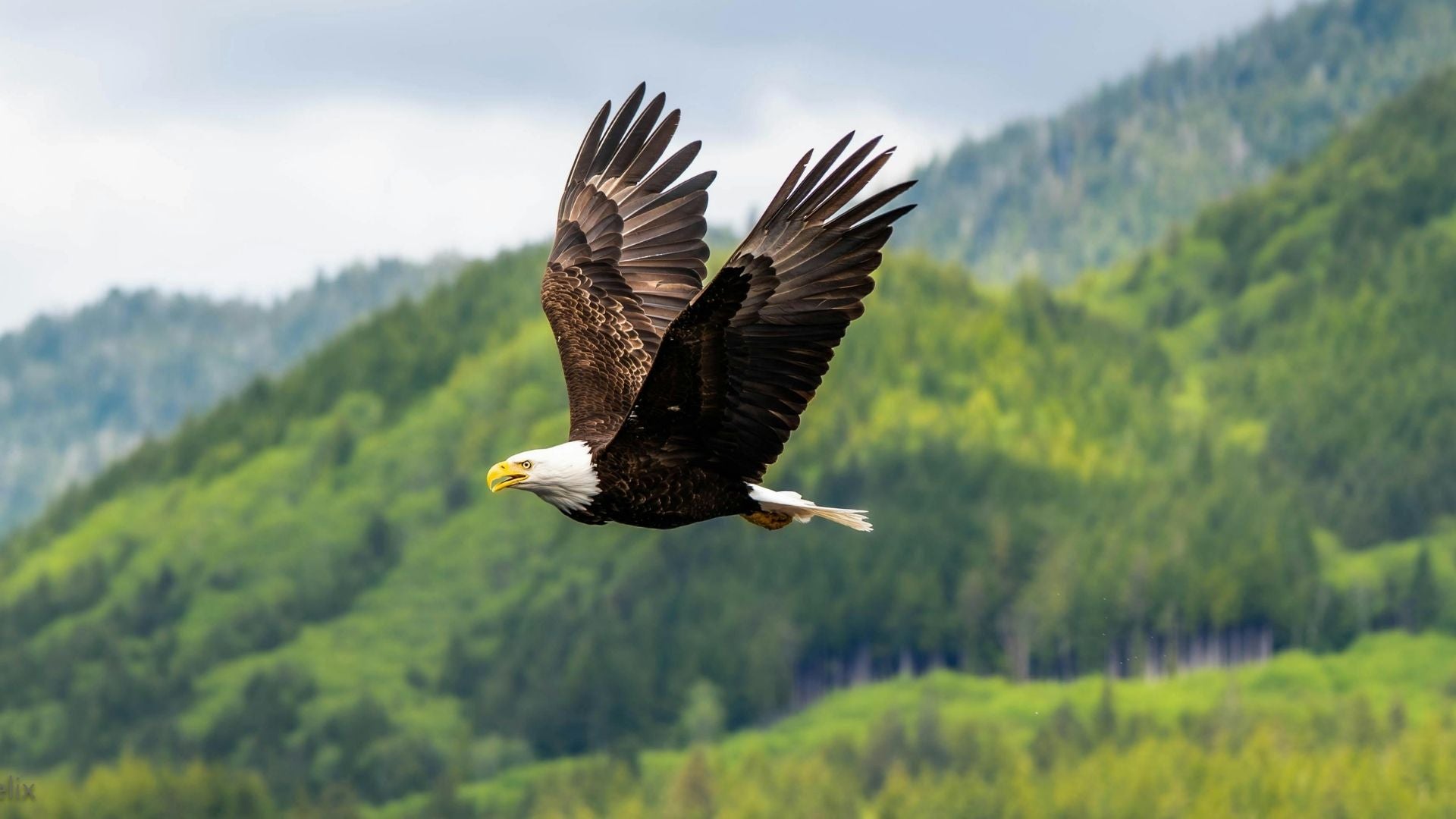 águila - Foto Canva