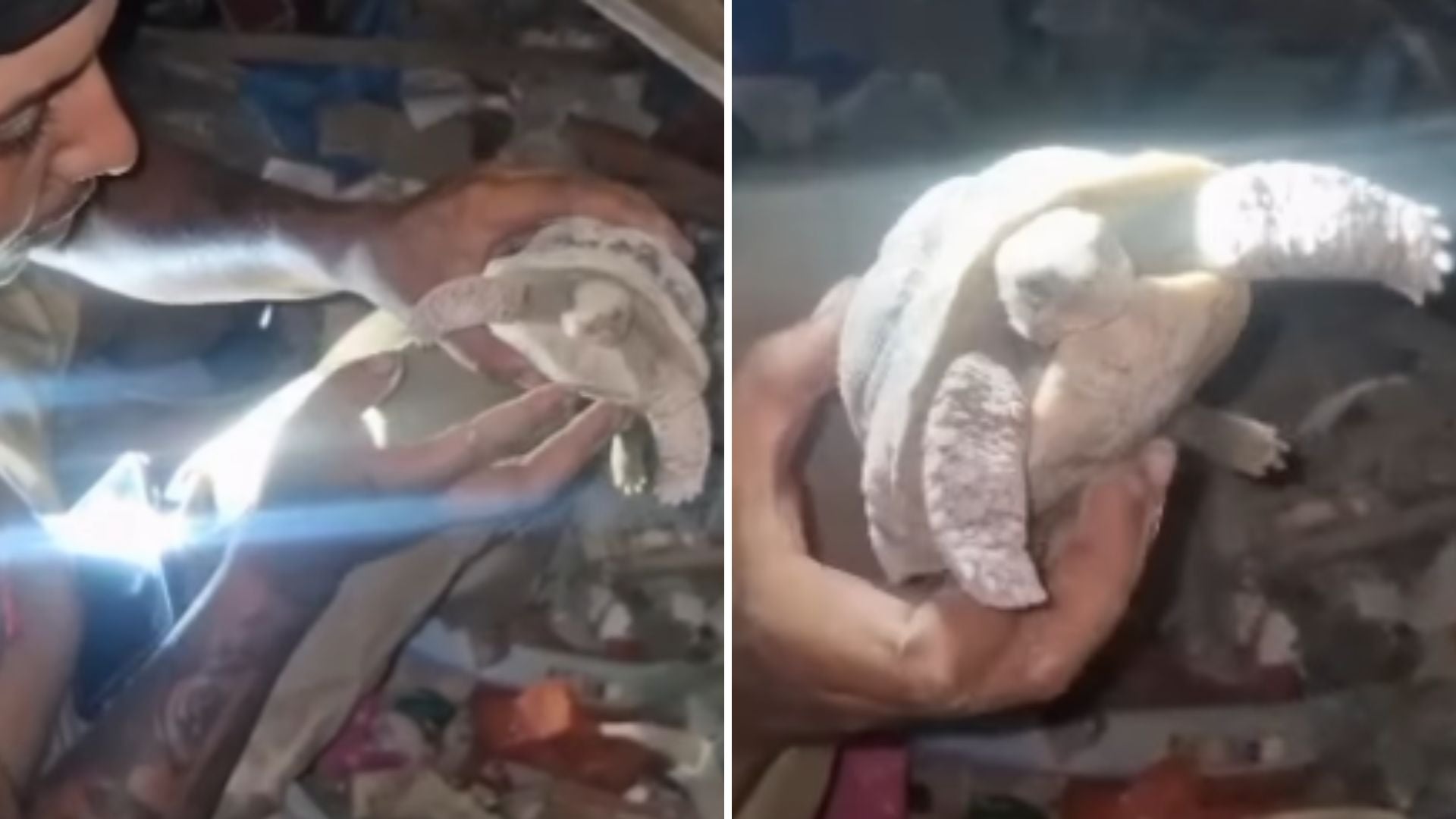 Hombre encontró entre los escombros en La Guaira (Venezuela) a una tortuga con vida - Fotos: X