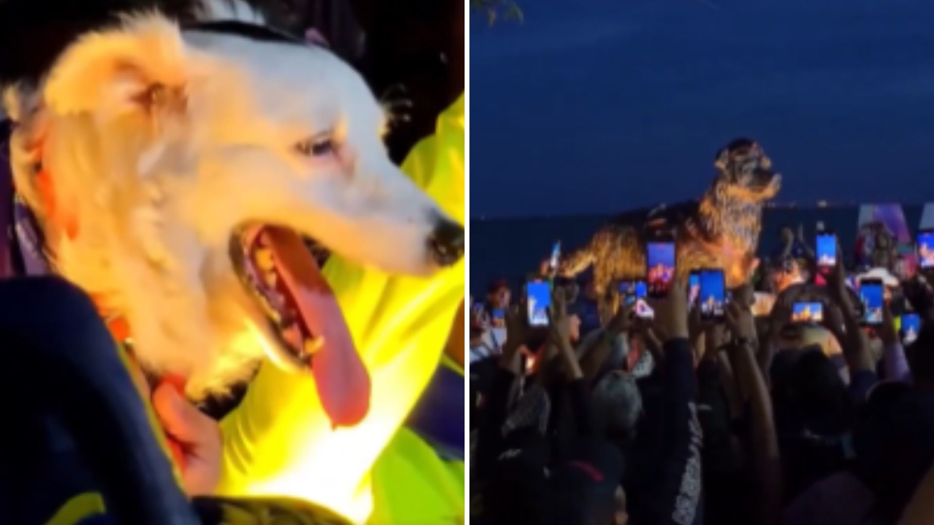 'Tsunami', perro rescatista / Estatua en honor a 'Tsunami' - Fotos: X