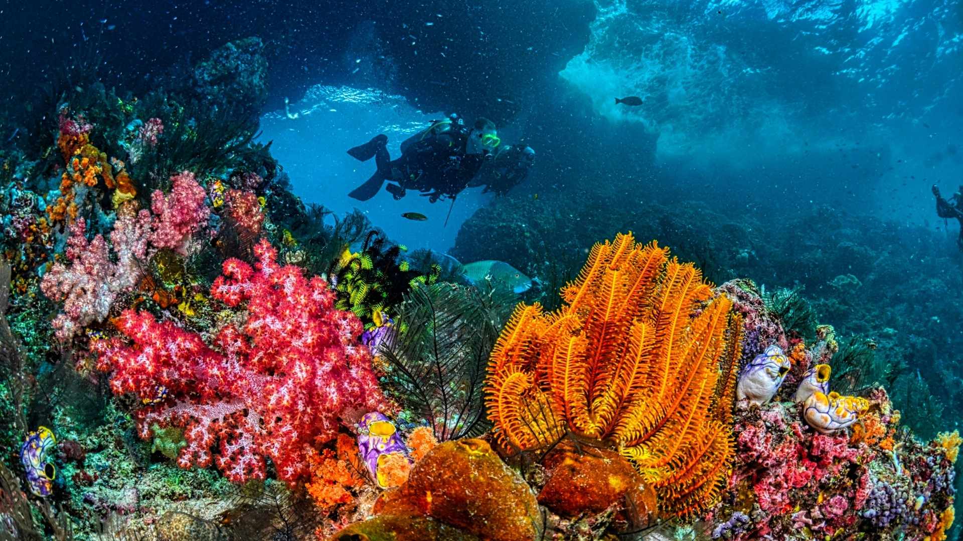 Corales - Foto Canva
