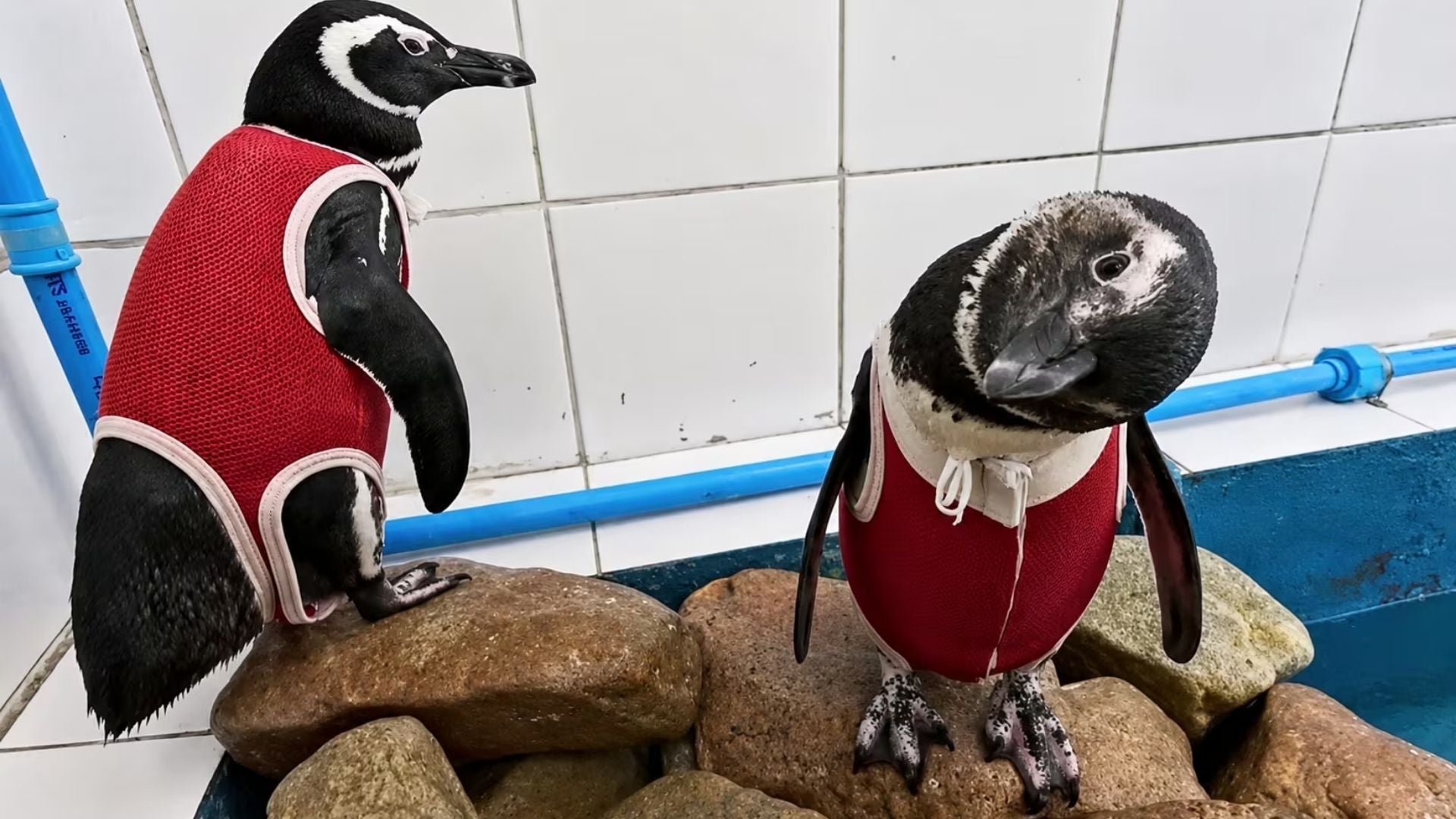 Los Pingüinos