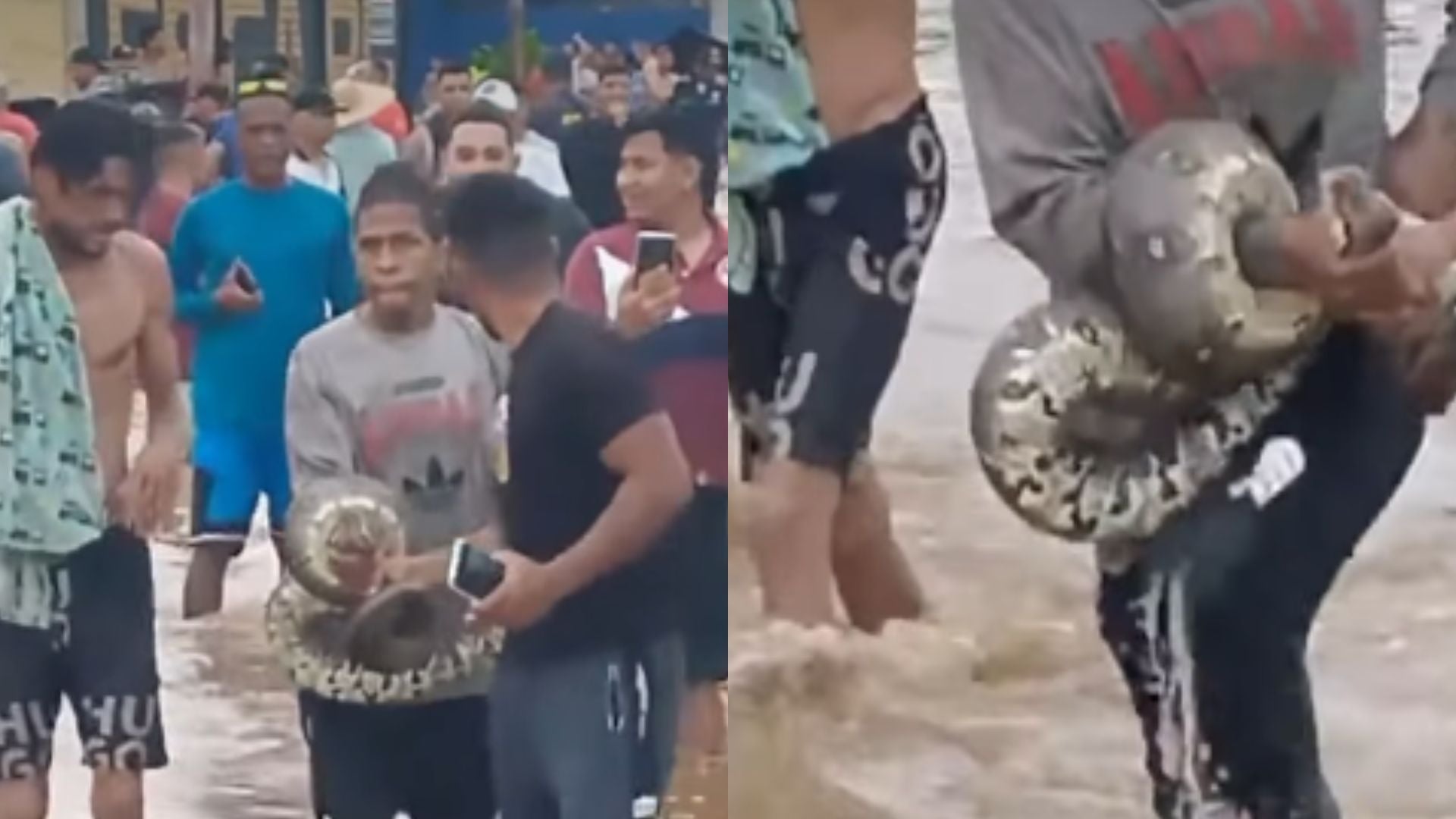 Boa constrictor fue encontrada en medio de inundaciones en San Francisco (Zulia, Venezuela) - Fotos: X