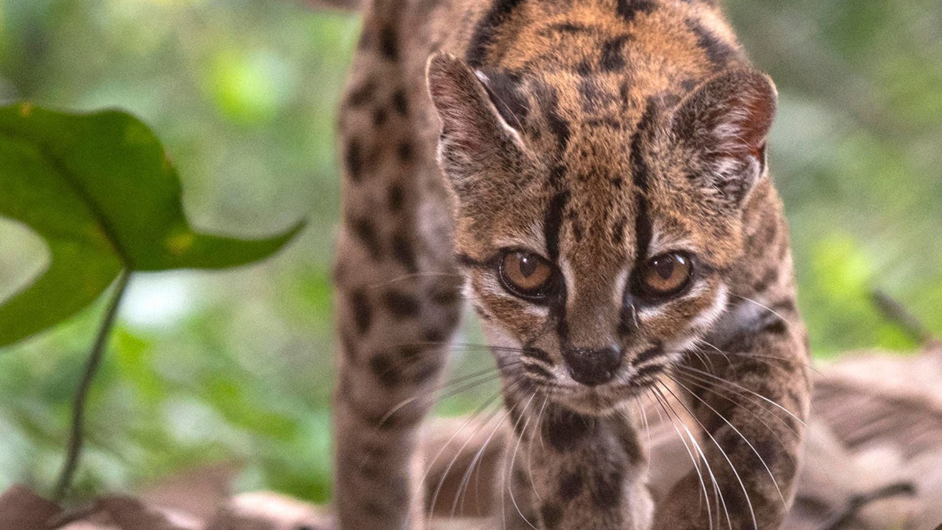 Nueva especie de gato descubierto en Suramérica - Foto: EFE