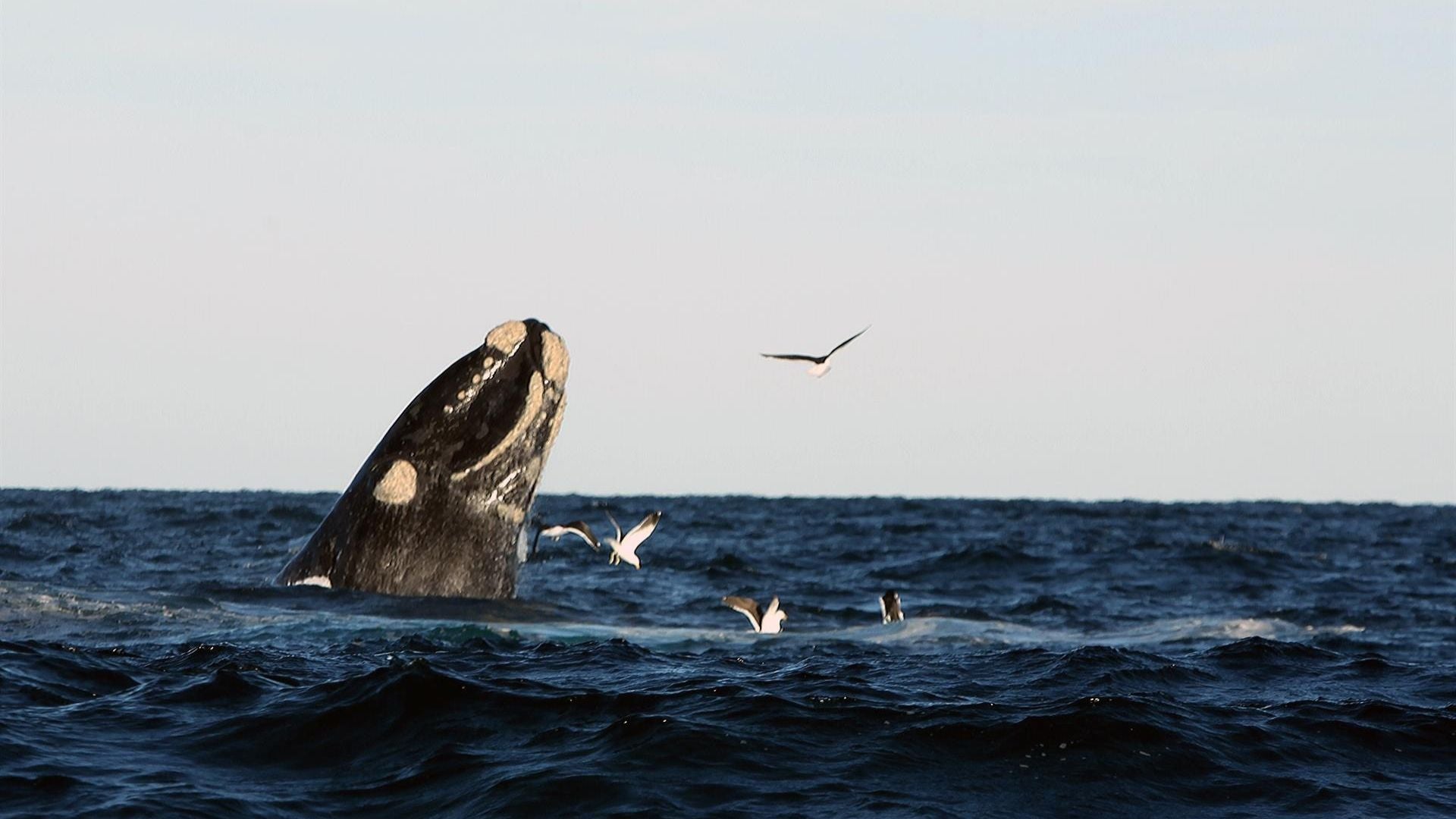 Ballenas en Argentina - Foto: EFE