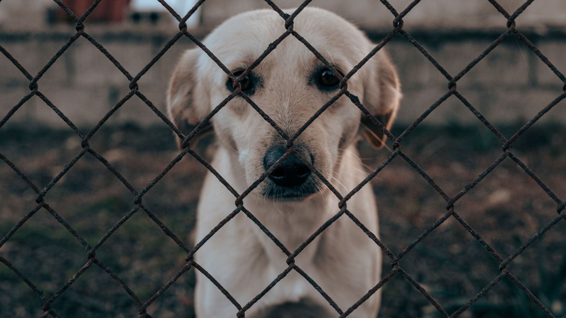 Un perro mira a través de una cerca - Foto de referencia: Pexels