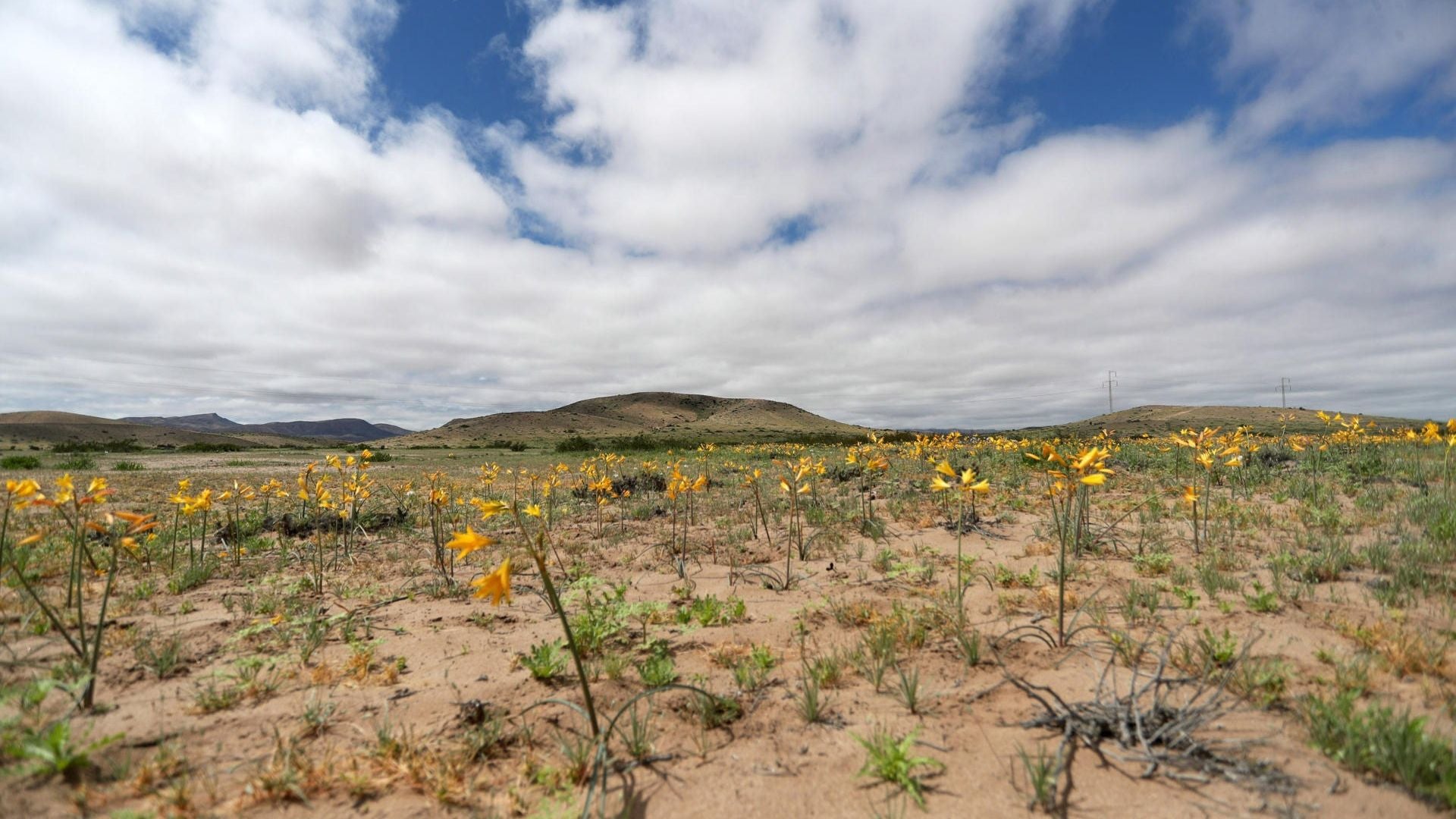 Flores en el desierto de Atacama - Foto: EFE