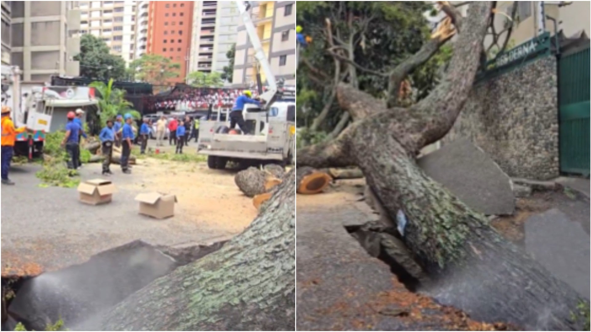 Caída de árbol en la parroquia El Recreo, Caracas (Venezuela) - Fotos: X