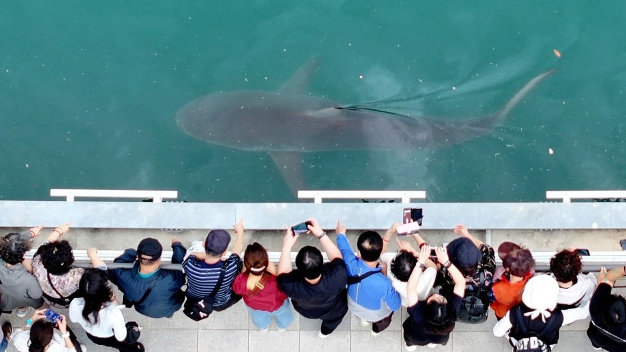Un tiburón desorientado se convierte en una estrella en Corea del Sur y atrae a miles de turistas