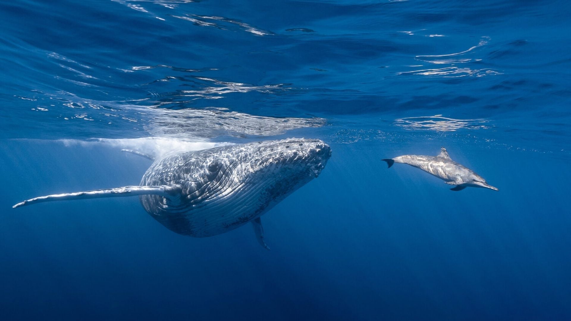 Ballena Óceano - Foto Canva