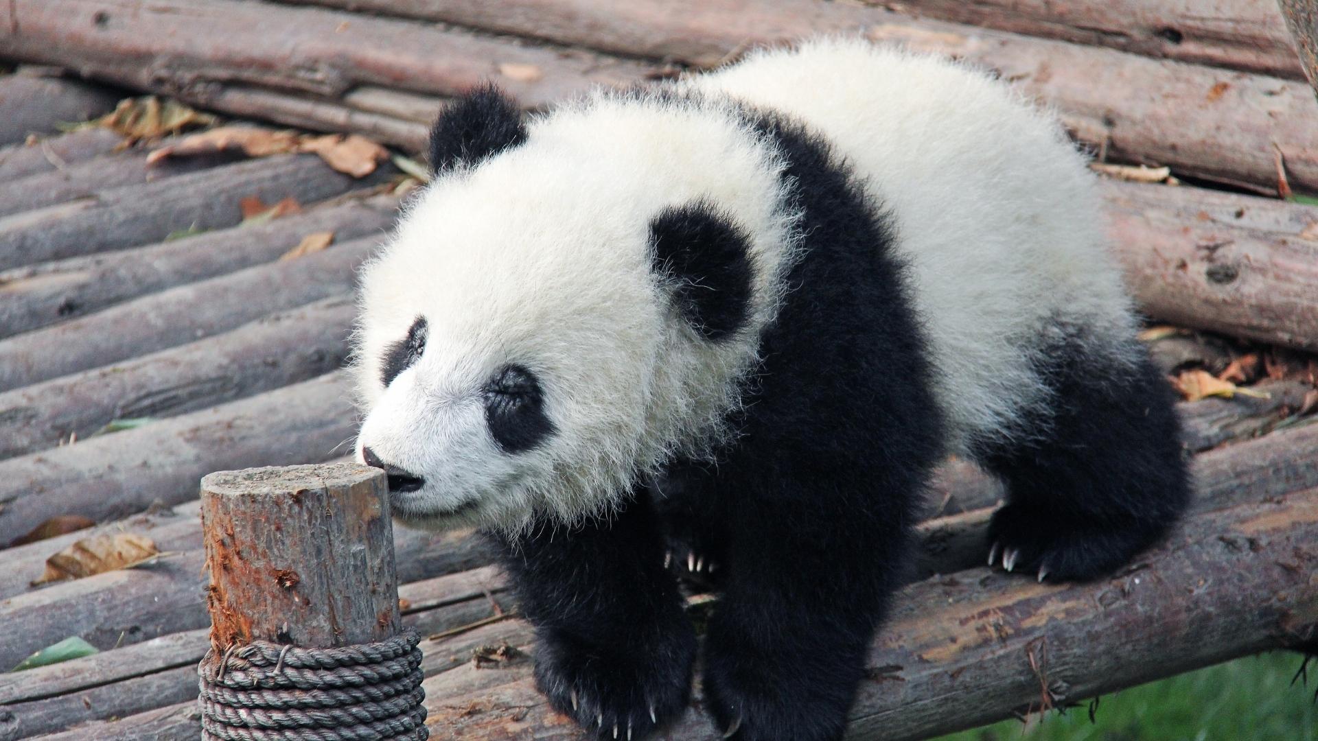 Panda bebé - Foto Canva