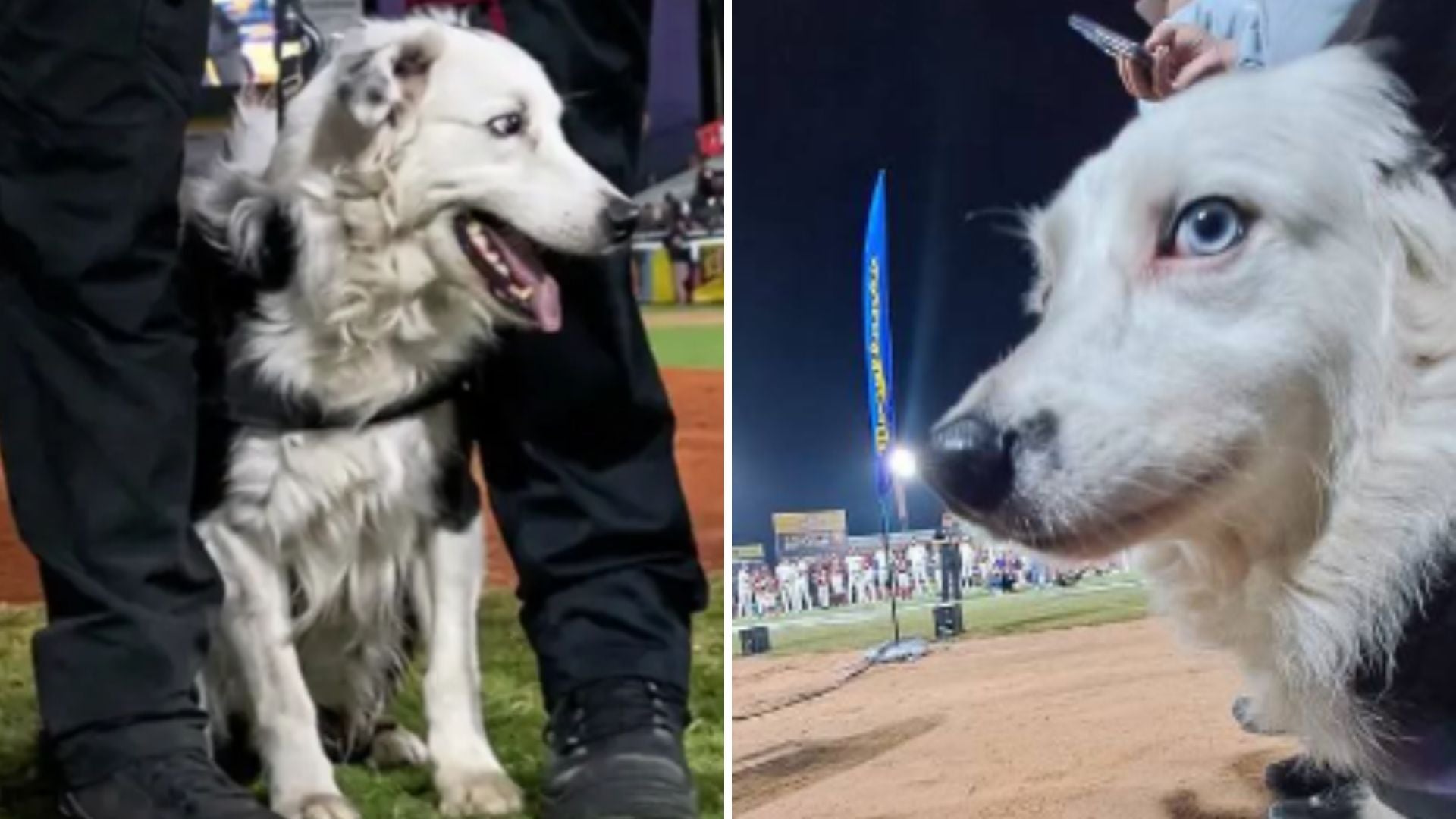'Tsunami', perro rescatista - Fotos: X - Prensa Magallanes
