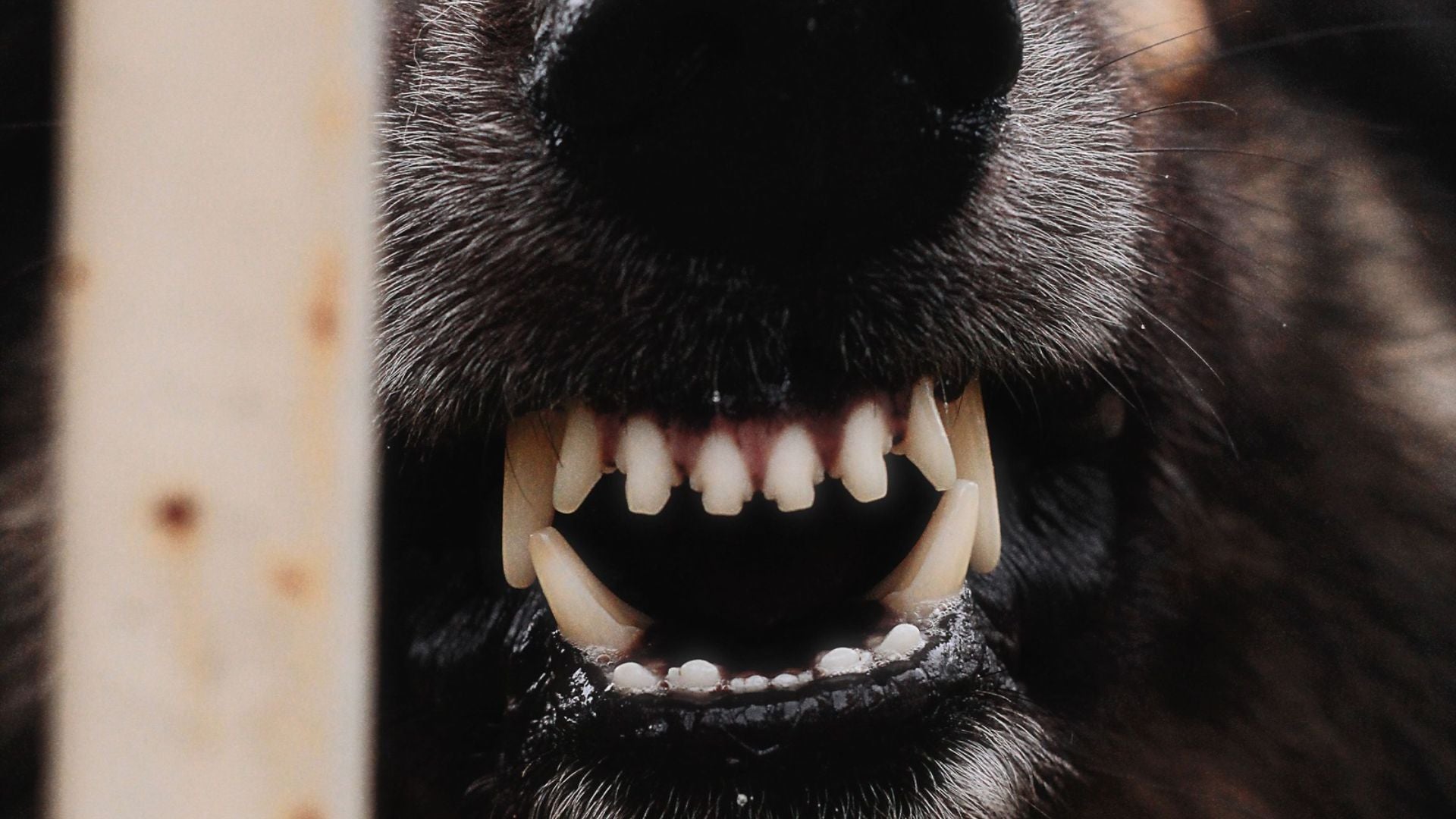 Un perro mostrando los dientes de forma agresiva detrás de un poste - Foto de referencia: Pexels