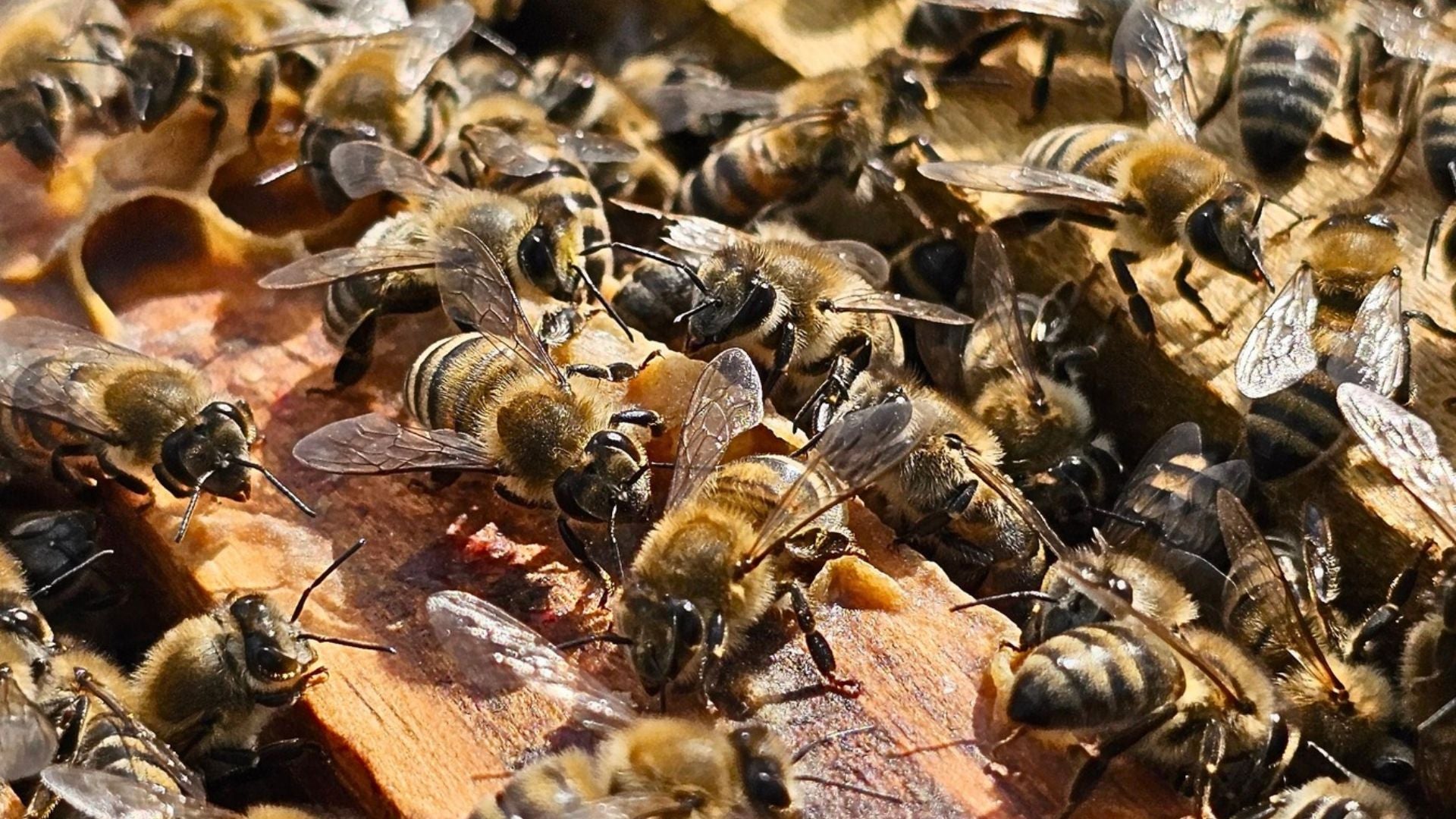 Vista de cerca de abejas agrupadas en el marco de una colmena - Foto de referencia: Pexels