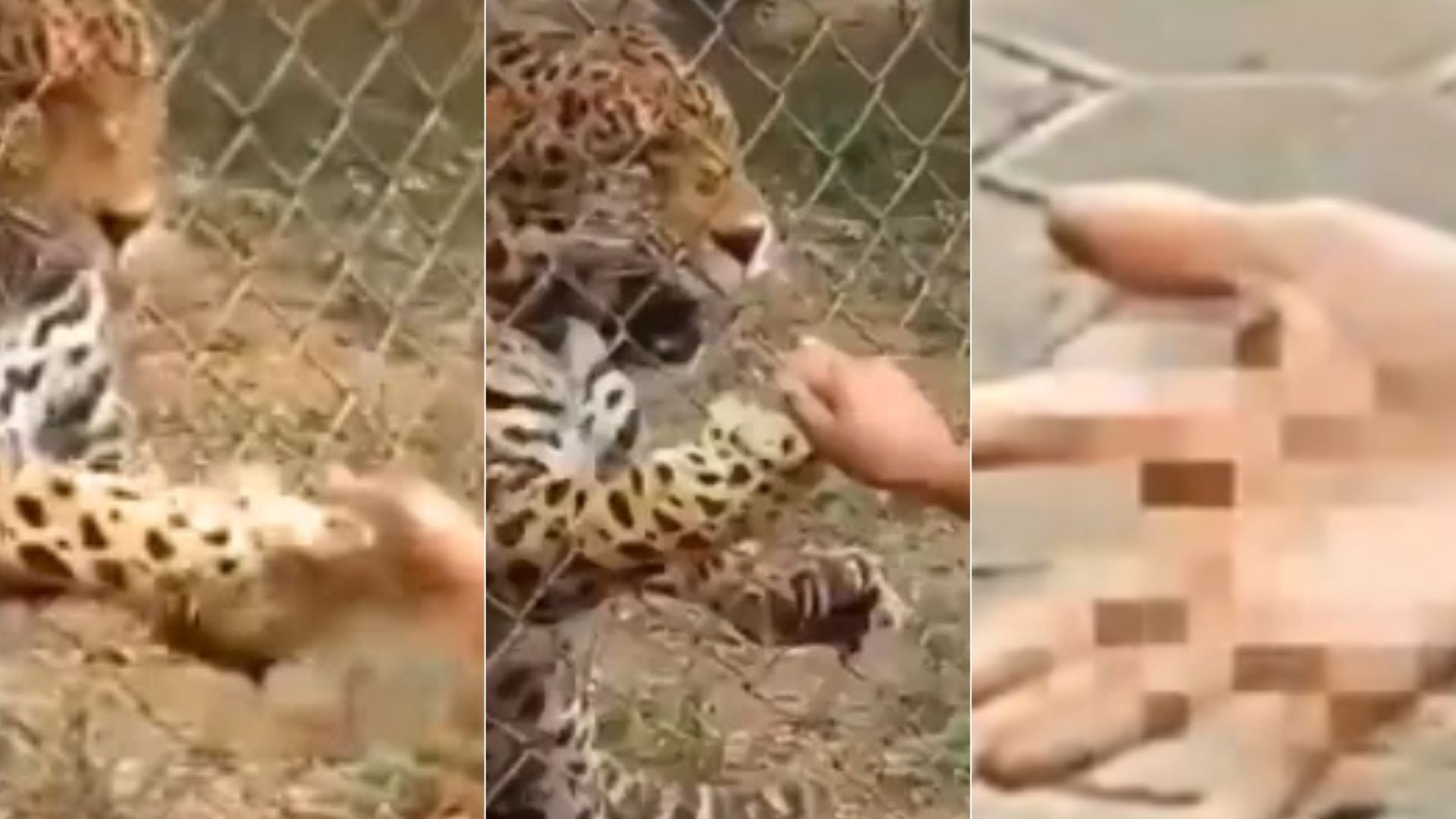 Jaguar hirió a menor de edad en zoológico de Lara, Venezuela - Fotos: X