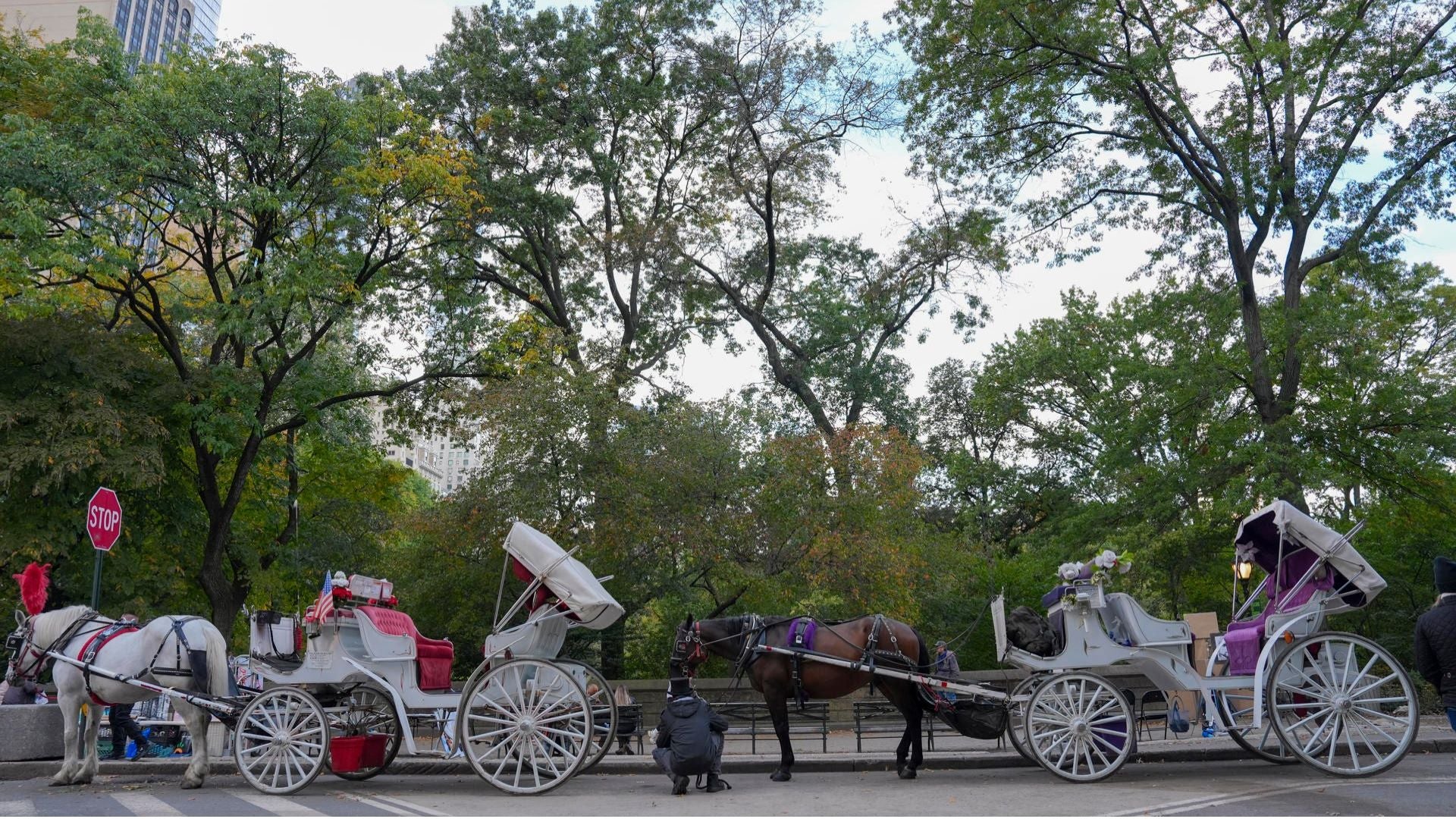 Cuarruajes en Central Park, Nueva York - Foto: EFE