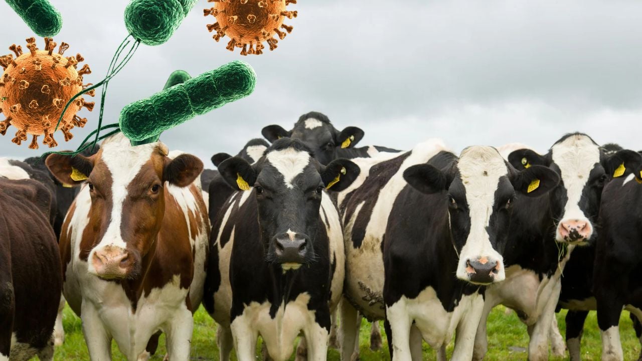 Virus Shamonda - Canva