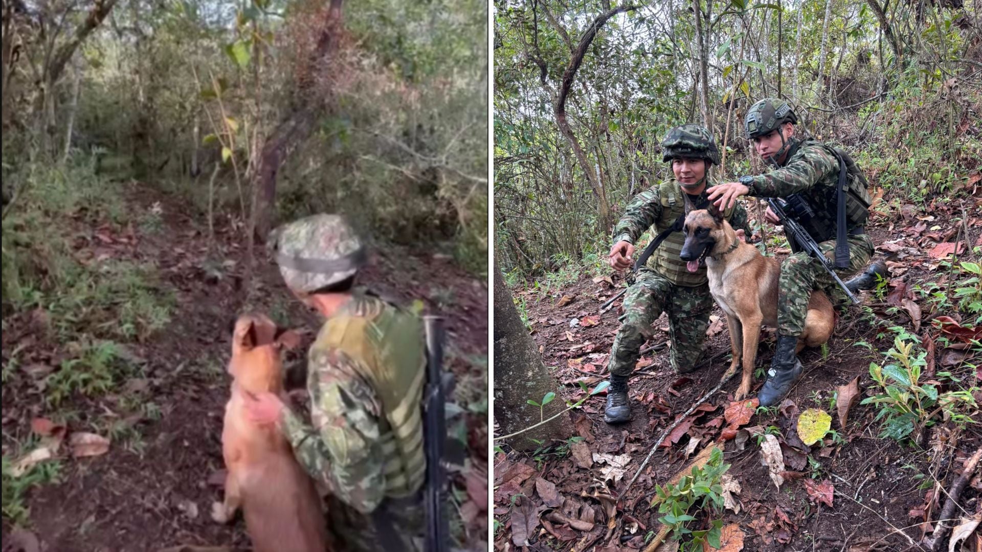 Operativo con caninos por parte del Ejercito de Colombia - Tercera División del Ejército Nacional