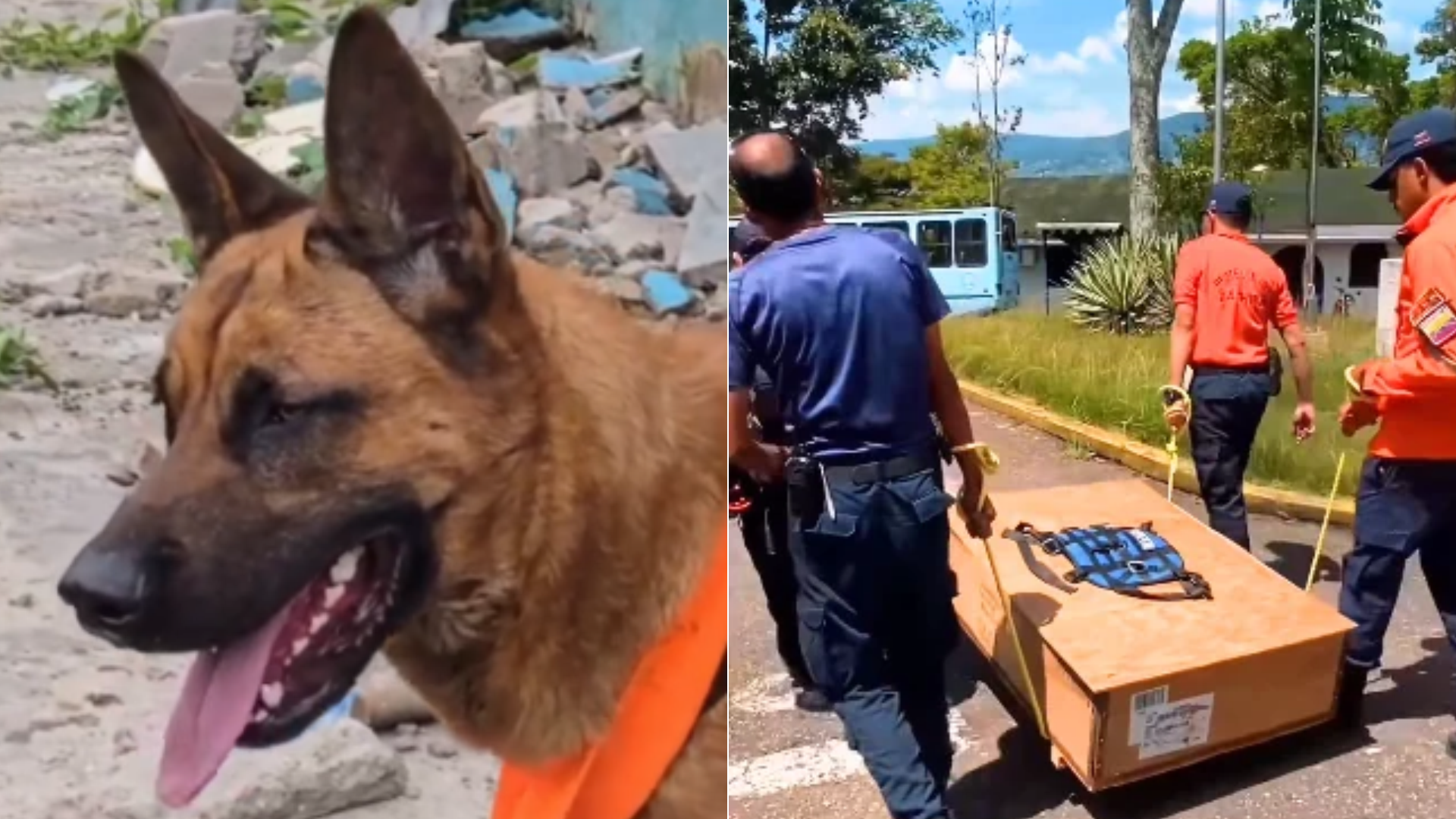 Hades', perro especializado en búsqueda y rescate / Integrantes de Protección Civil Táchira cargando los restos de 'Hades' - Fotos: Instagram