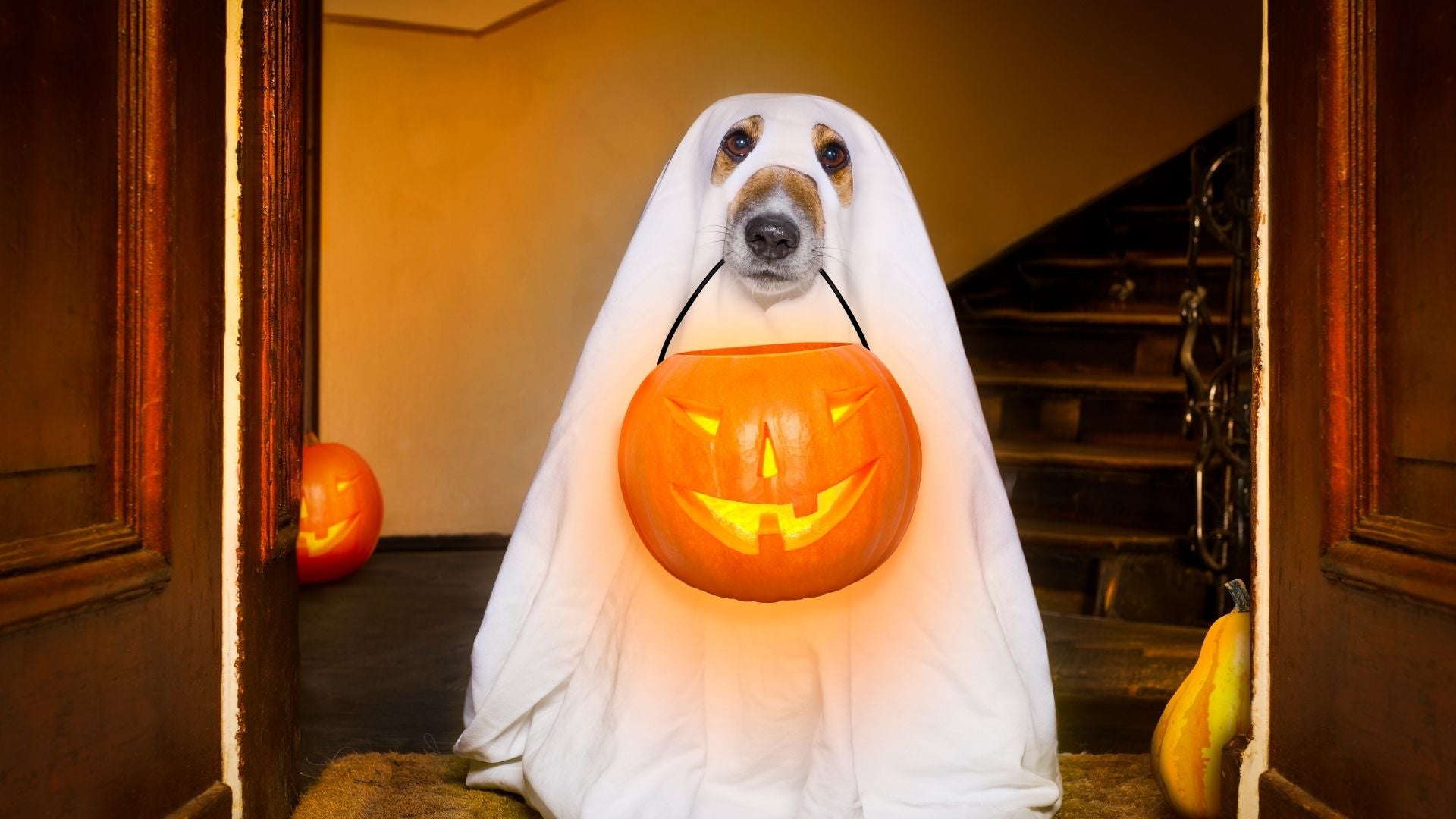 Animal Haloween - Foto Canva