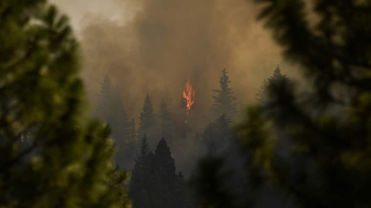 Incendio consume bosques de California. Foto: AFP