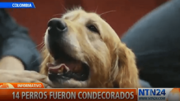 En Colombia 14 perros fueron condecorados