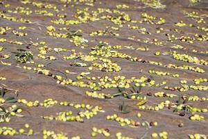 En 30 años la producción de alimentos necesitará un 35% de agua