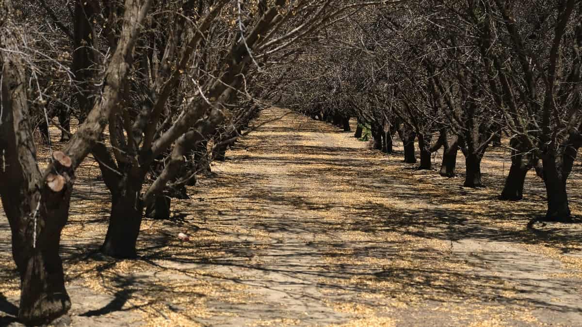 Entre lluvias e incendios forestales: Estados Unidos vive el impacto del cambio climático