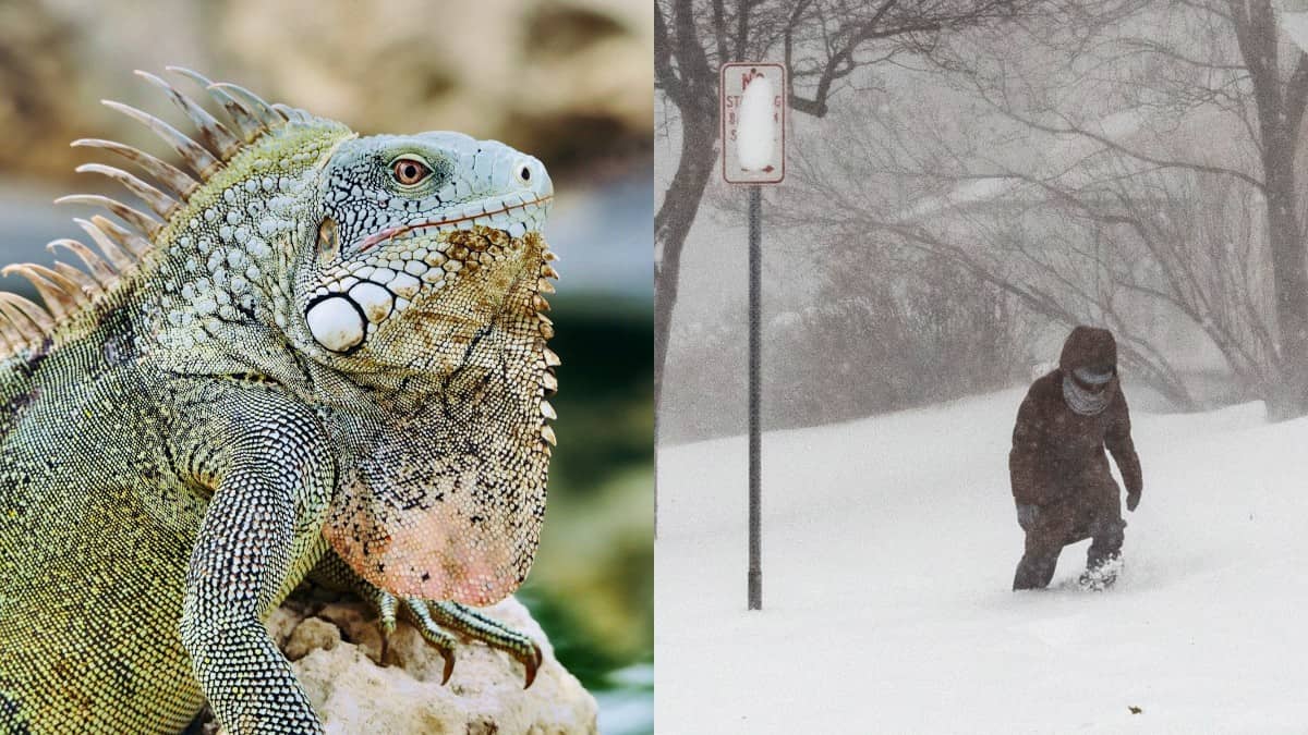 Iguanas congeladas: las impactantes imágenes que deja la tormenta en EE.UU.