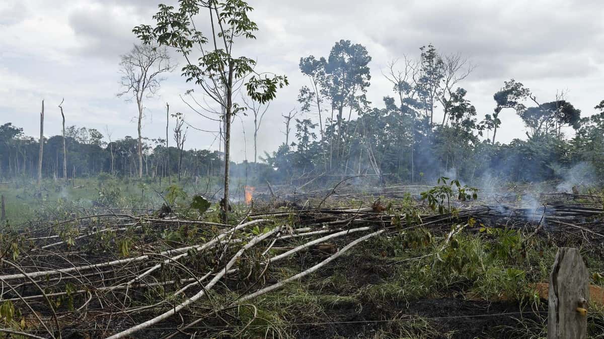 Selva amazónica