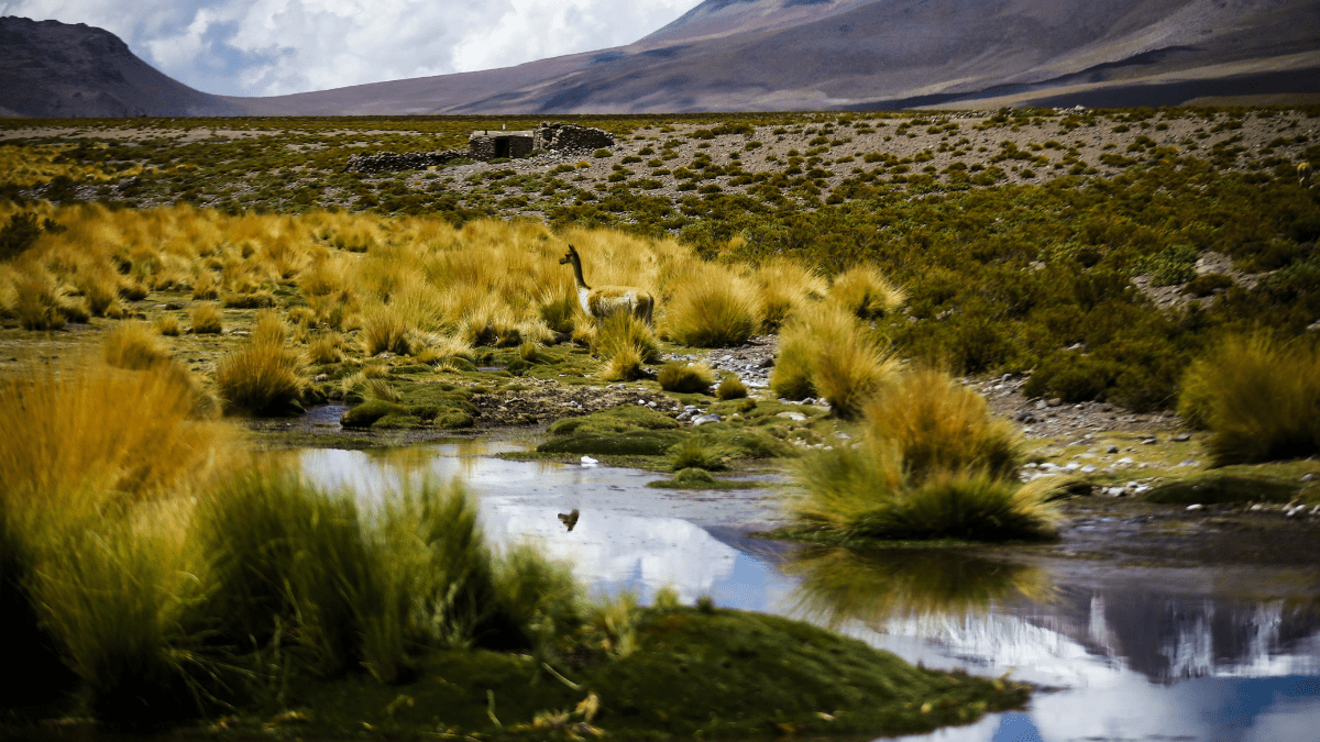Expectativa en Chile y Bolivia por fallo sobre las aguas del río Silala