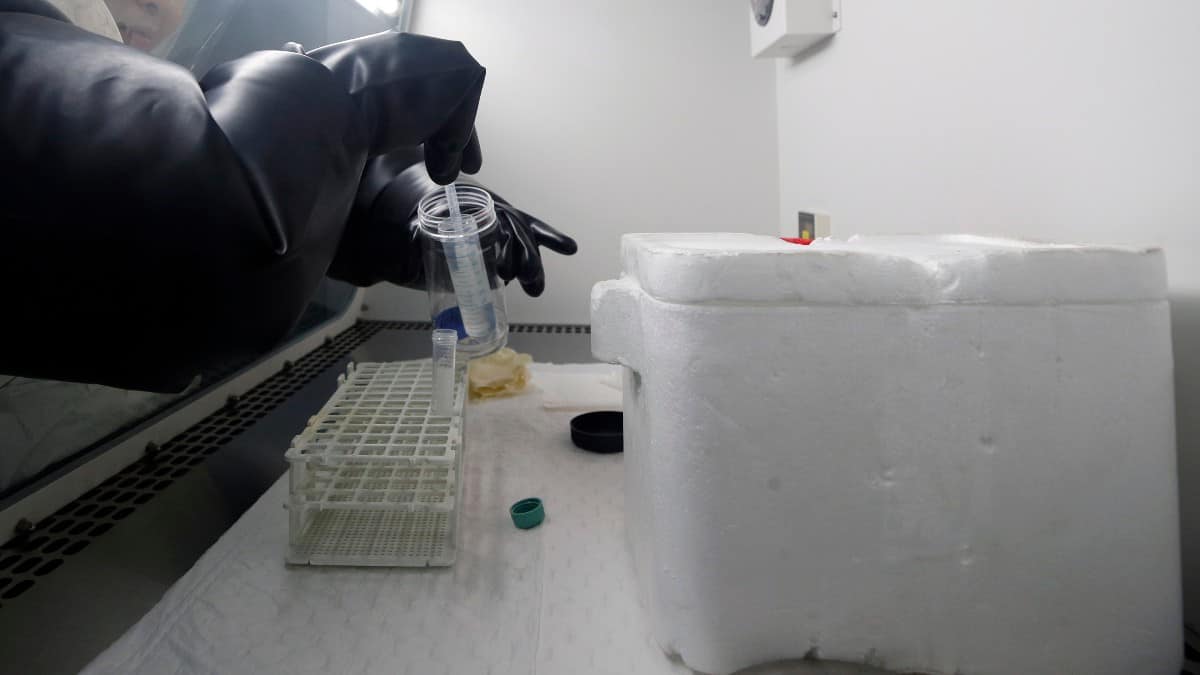 Investigadores planean "revivir" al tigre de Tasmania, una especie extinta desde 1936