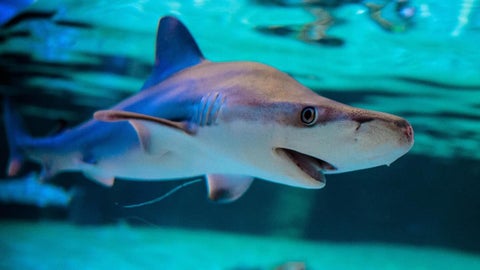 Colombia descubre especie de tiburón que se extinguió hace millones de años