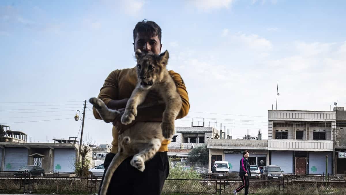 Desmantelan red de tráfico de animales salvajes en Brasil