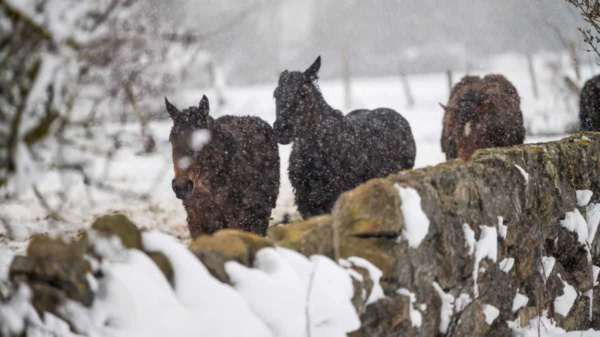 Las lecciones de los animales en la lucha contra el cambio climático