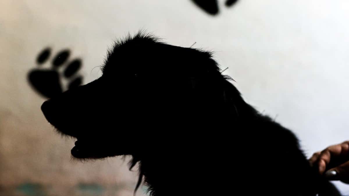 Perros callejeros evitaron un asalto a mano armada en Argentina