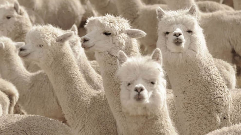 Llamas y alpacas: Científicos advierten que camélidos podrían servir contra COVID-19