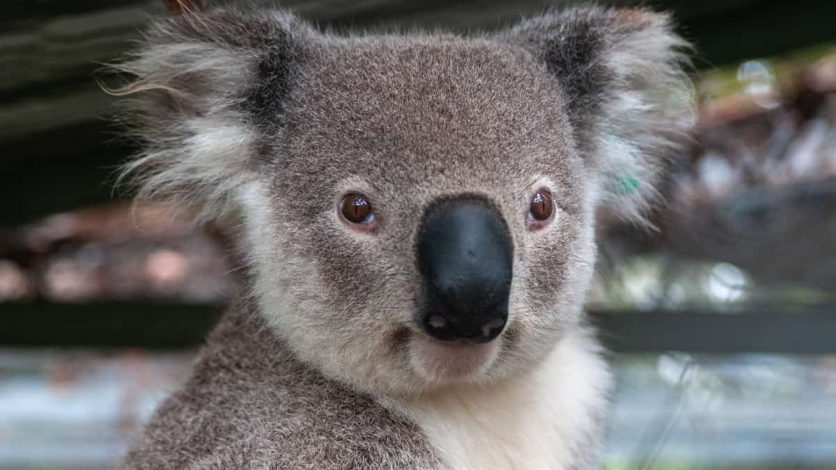 El koala fue declarado ‘especie en peligro de extinción’ por gobierno australiano