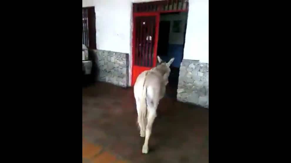 Burro