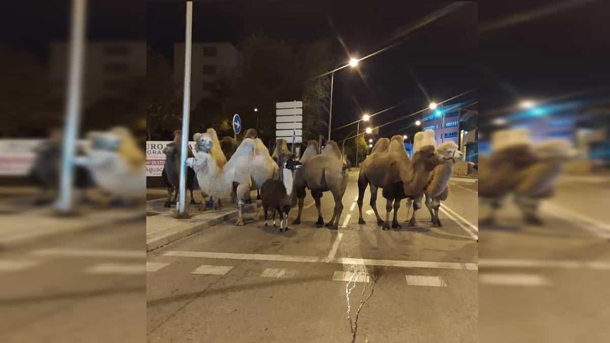 Camellos