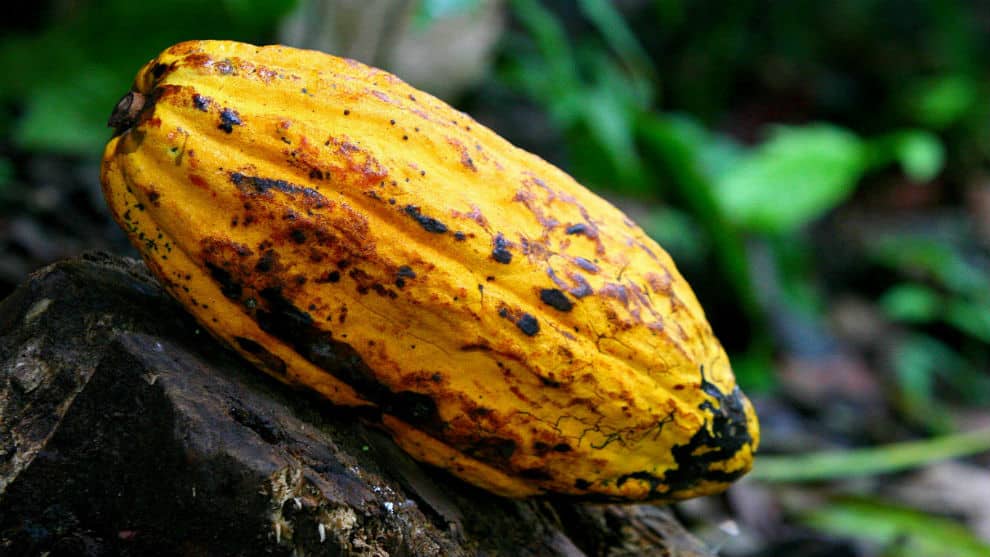 Día Nacional del Cacao