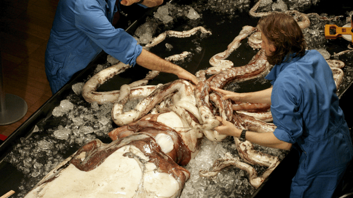 Encontraron un calamar gigante en una playa de Nueva Zelanda Calamar