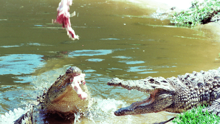Cocodrilos alimentados por un hombre