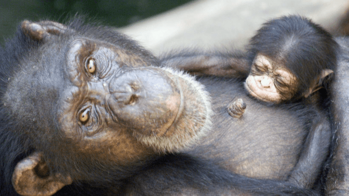 Chimpancé