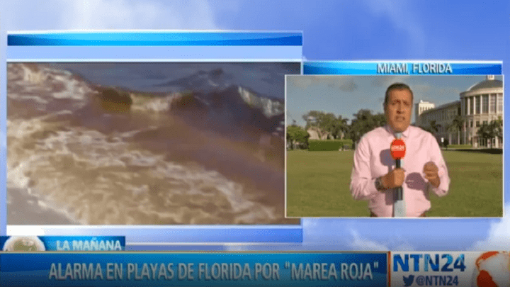 algas-tóxicas-florida