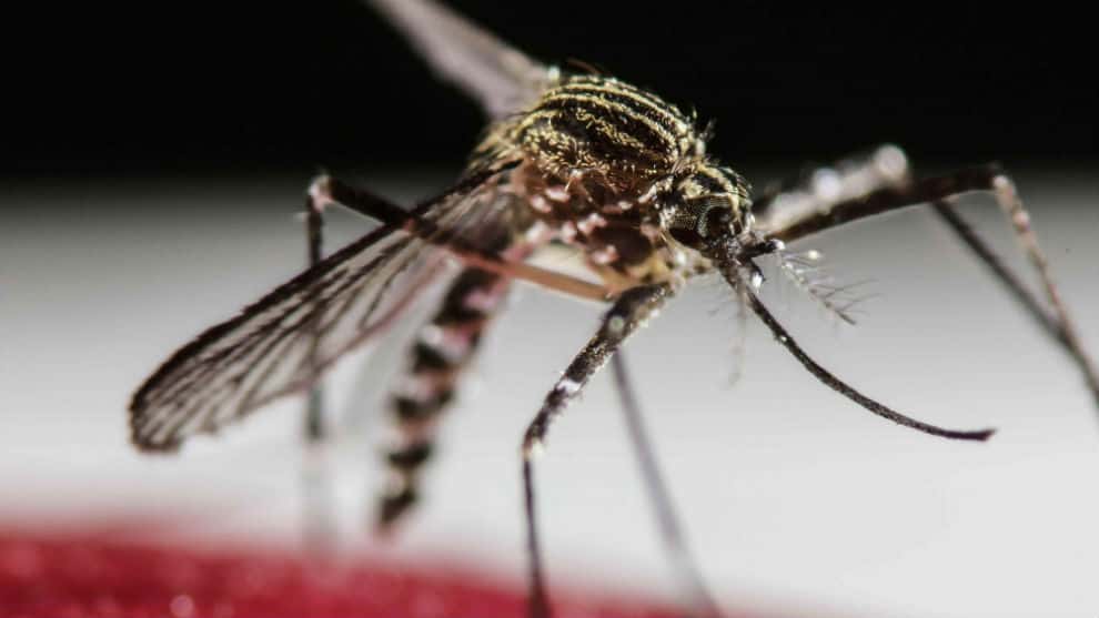 Dengue